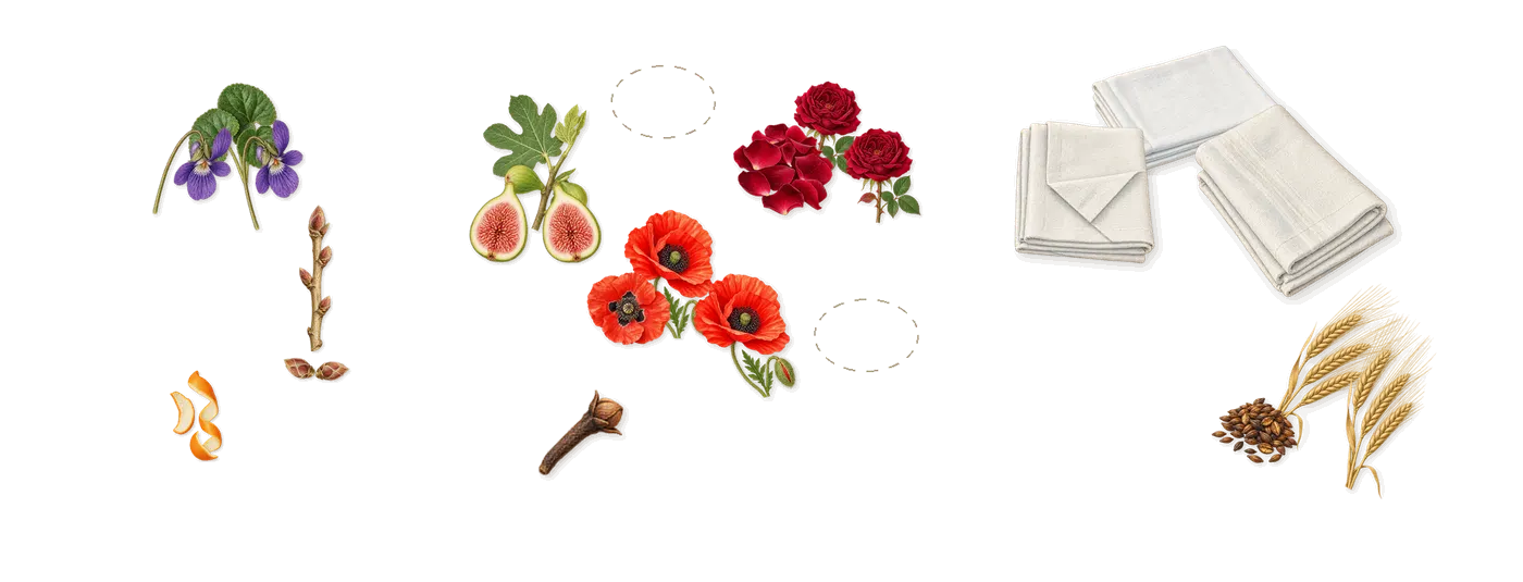 Poppy & Barley Cologne’s scent picture, a draft: rose, violet, blackcurrant, barley, fig, poppy drawn so far; dashed outlines where nothing is drawn yet
