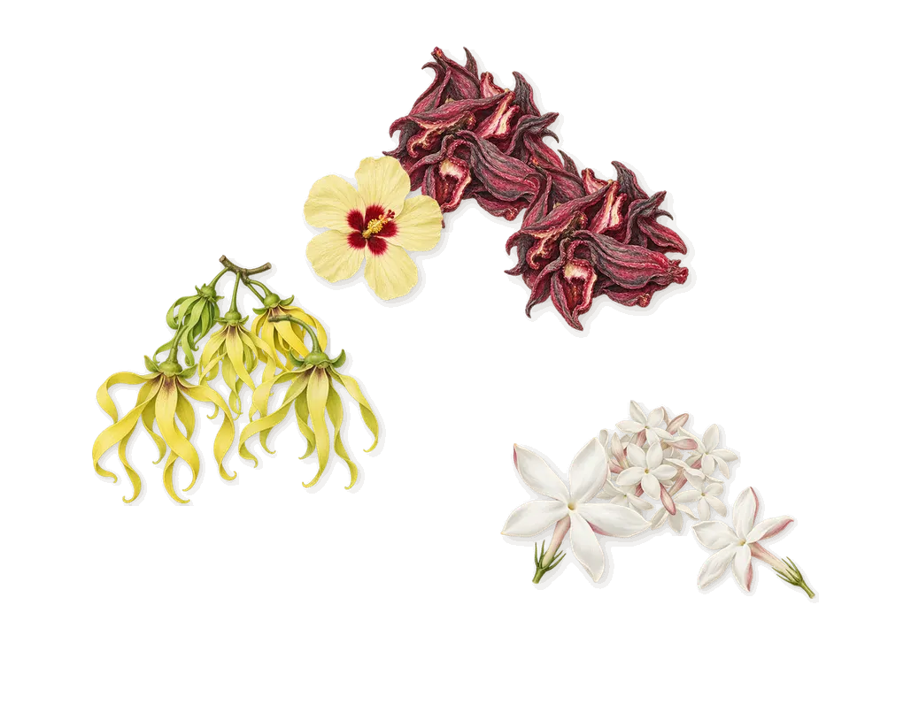 Red Hibiscus Cologne Intense, as it settles: Hibiscus, Jasmine, Ylang-ylang