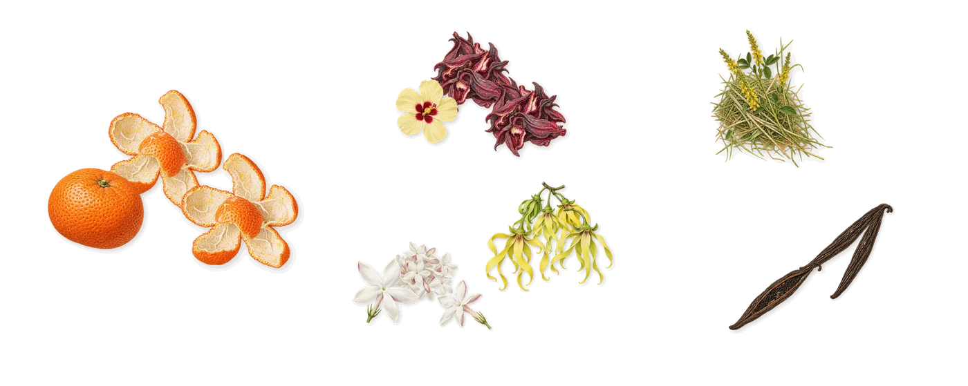 Red Hibiscus Cologne Intense’s scent picture, a draft: mandarin, hibiscus, vanilla, jasmine, ylang-ylang, coumarin (new-mown hay) drawn so far; dashed outlines where nothing is drawn yet