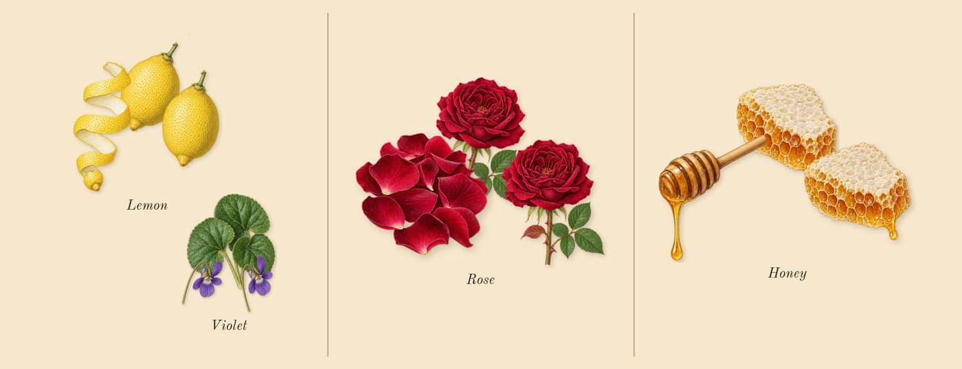 Red Roses Cologne’s scent picture, a draft: lemon, rose, honey, violet drawn so far; dashed outlines where nothing is drawn yet