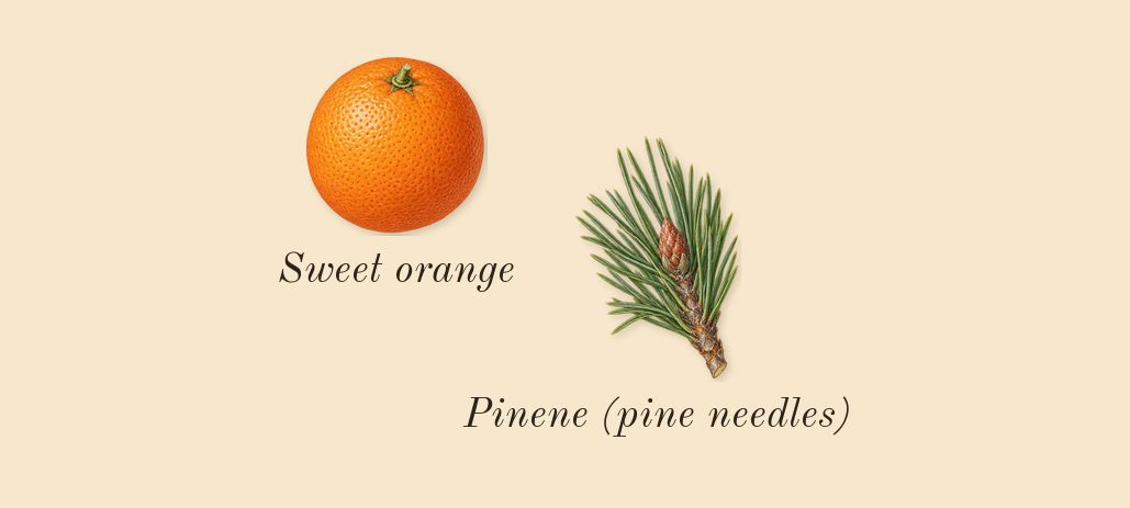 Vanilla Scotch Cologne, top notes: Sweet orange, Pinene (pine needles)