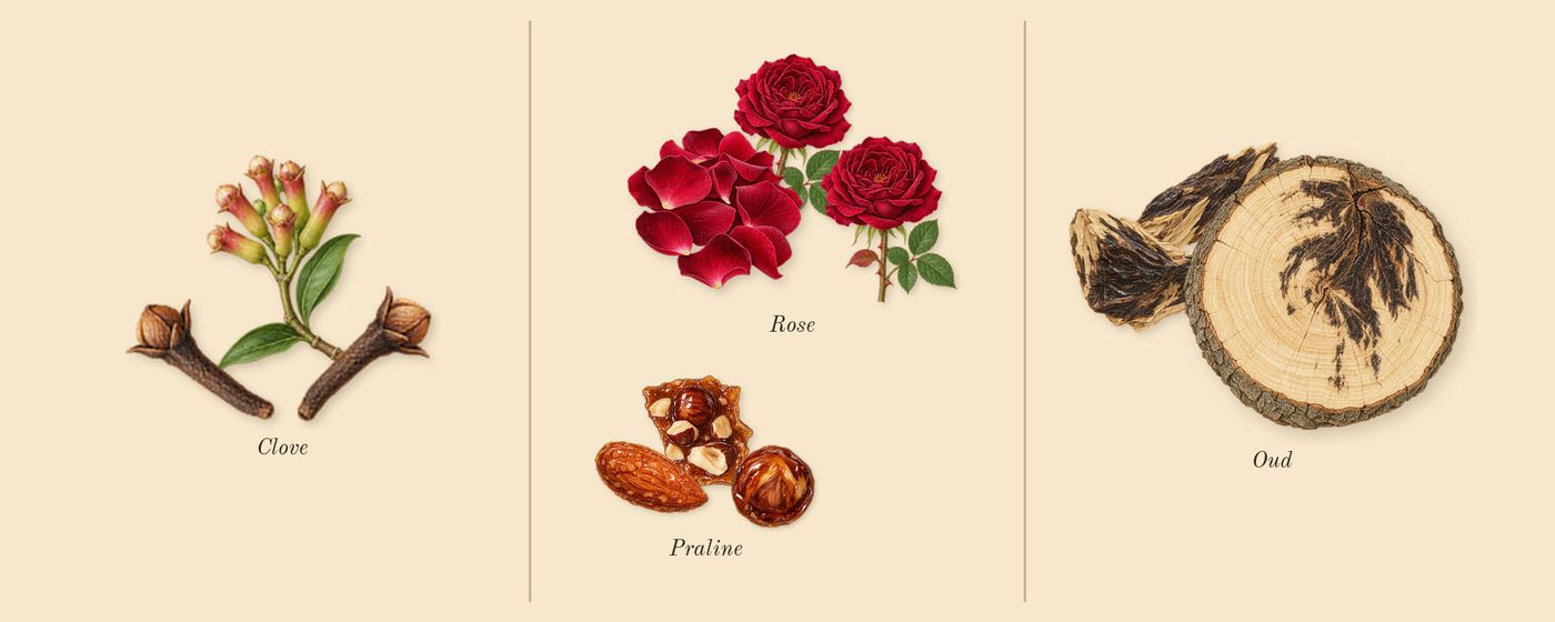 Velvet Rose & Oud Cologne Intense’s scent picture, a draft: clove, rose, oud, praline drawn so far; dashed outlines where nothing is drawn yet
