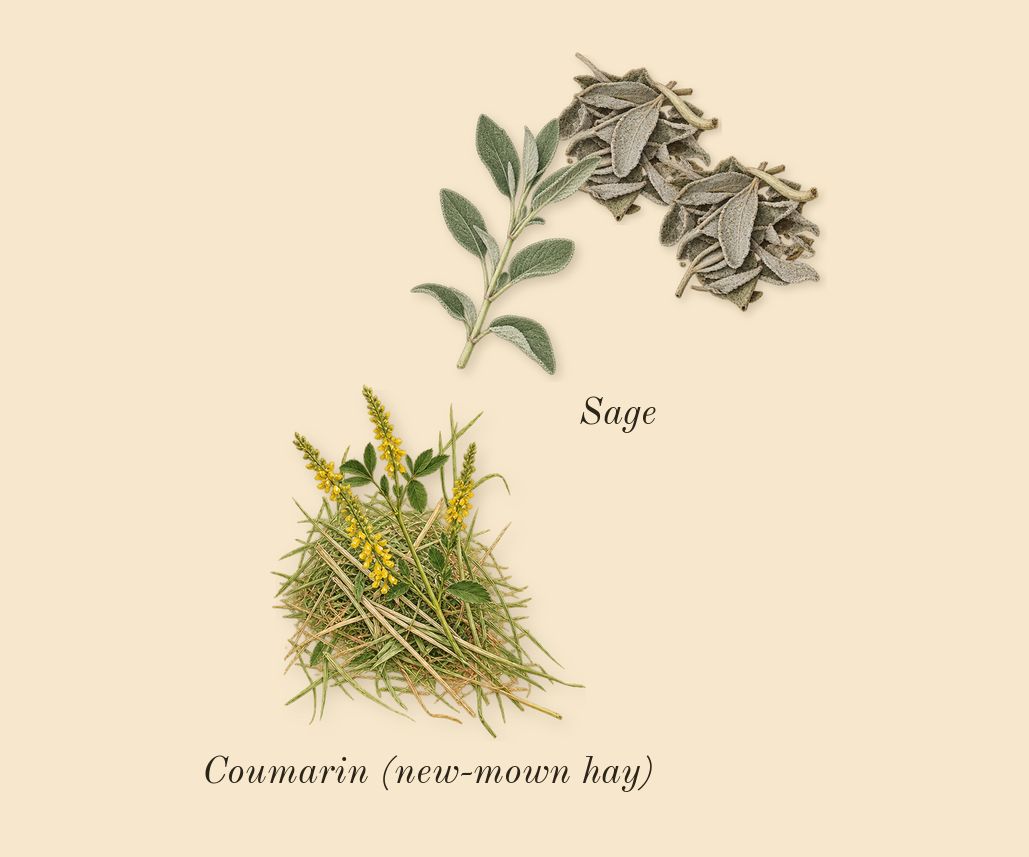 Wood Sage & Sea Salt Cologne, dry-down: Sage, Coumarin (new-mown hay)