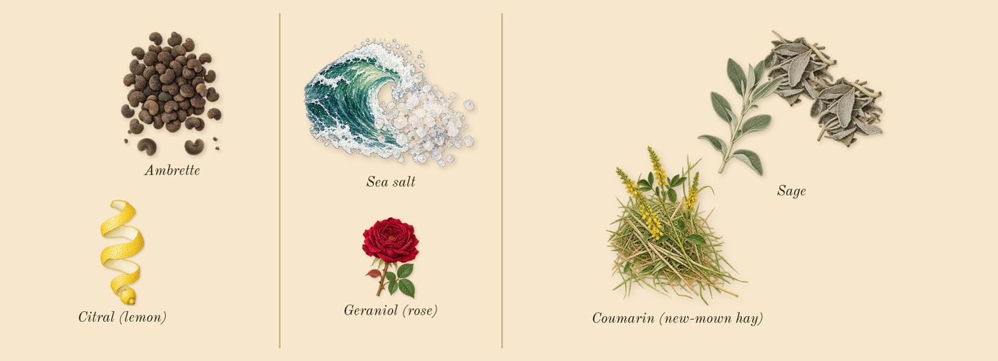 Wood Sage & Sea Salt Cologne’s scent picture, a draft: ambrette, sea salt, sage, coumarin (new-mown hay), citral (lemon), geraniol (rose) drawn so far; dashed outlines where nothing is drawn yet