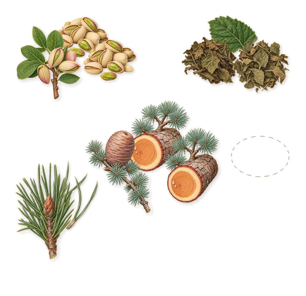 Artisan Blu, what stays: Pine, Cedar, Pistachio, Tamarisk, Patchouli