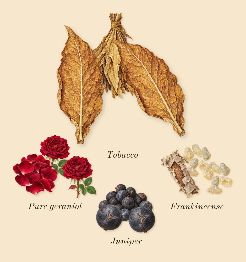 Journey Man, heart: Juniper, Frankincense, Pure geraniol, Tobacco