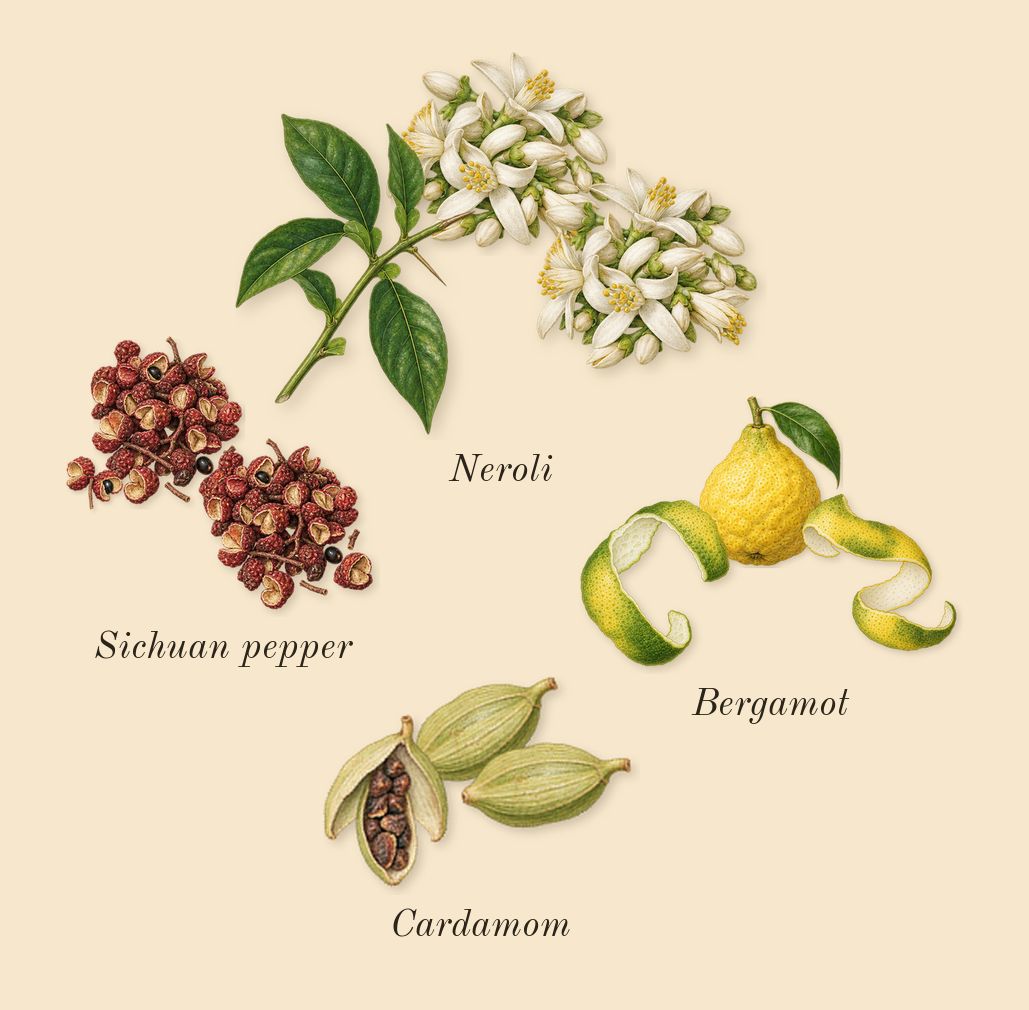 Journey Man, top notes: Sichuan pepper, Bergamot, Cardamom, Neroli