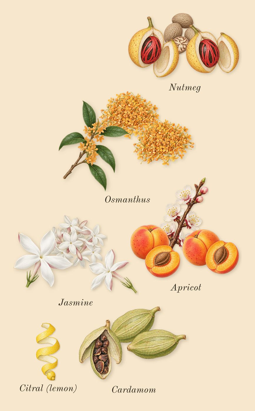 Journey Woman, top notes: Apricot, Jasmine, Osmanthus, Nutmeg, Cardamom, Citral (lemon)