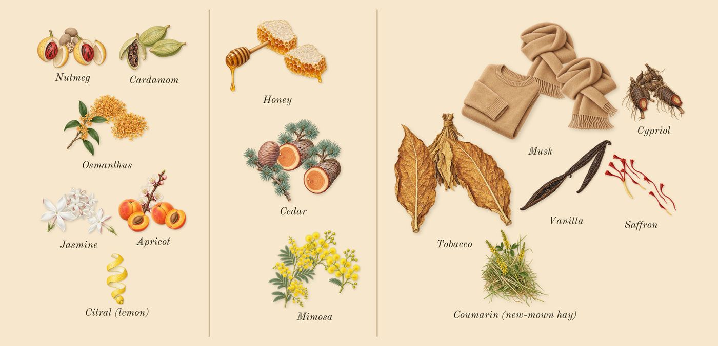 Journey Woman’s scent picture, a draft: apricot, jasmine, osmanthus, nutmeg, cardamom, mimosa drawn so far; dashed outlines where nothing is drawn yet