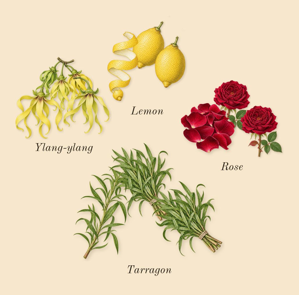 Jubilation 25 Woman, top notes: Tarragon, Rose, Lemon, Ylang-ylang