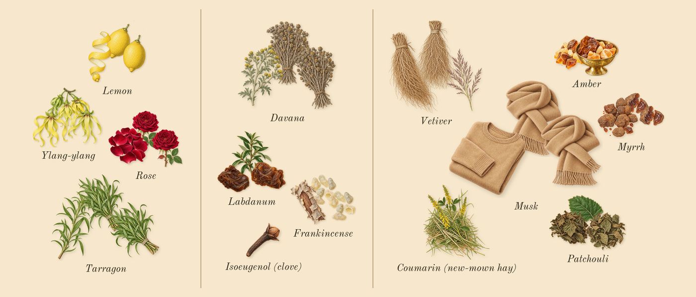 Jubilation 25 Woman’s scent picture, a draft: tarragon, rose, lemon, ylang-ylang, davana, labdanum drawn so far; dashed outlines where nothing is drawn yet