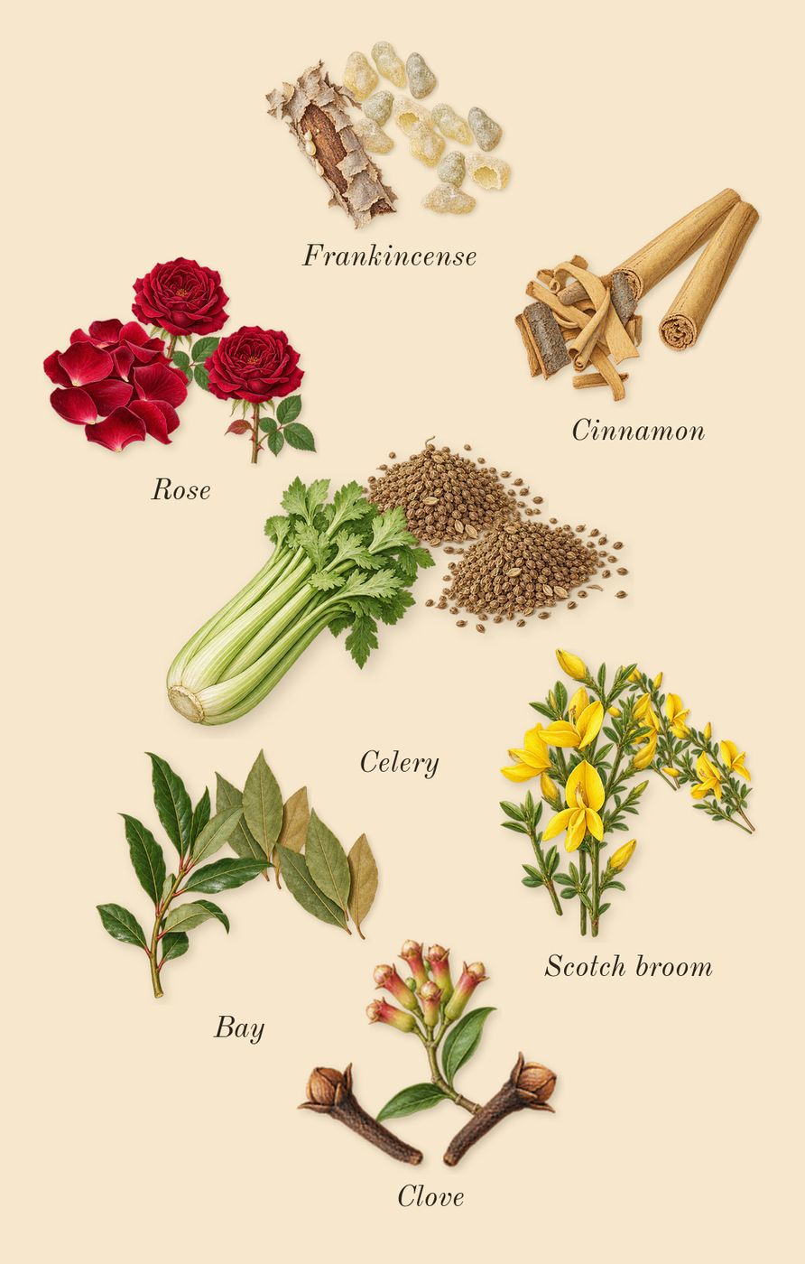 Jubilation 40 Man, heart: Scotch broom, Frankincense, Cinnamon, Clove, Bay, Rose, Celery