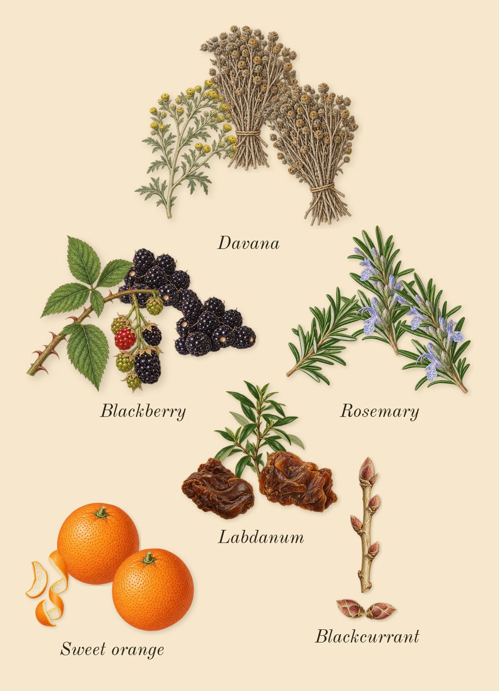 Jubilation 40 Man, top notes: Blackberry, Blackcurrant, Rosemary, Labdanum, Sweet orange, Davana