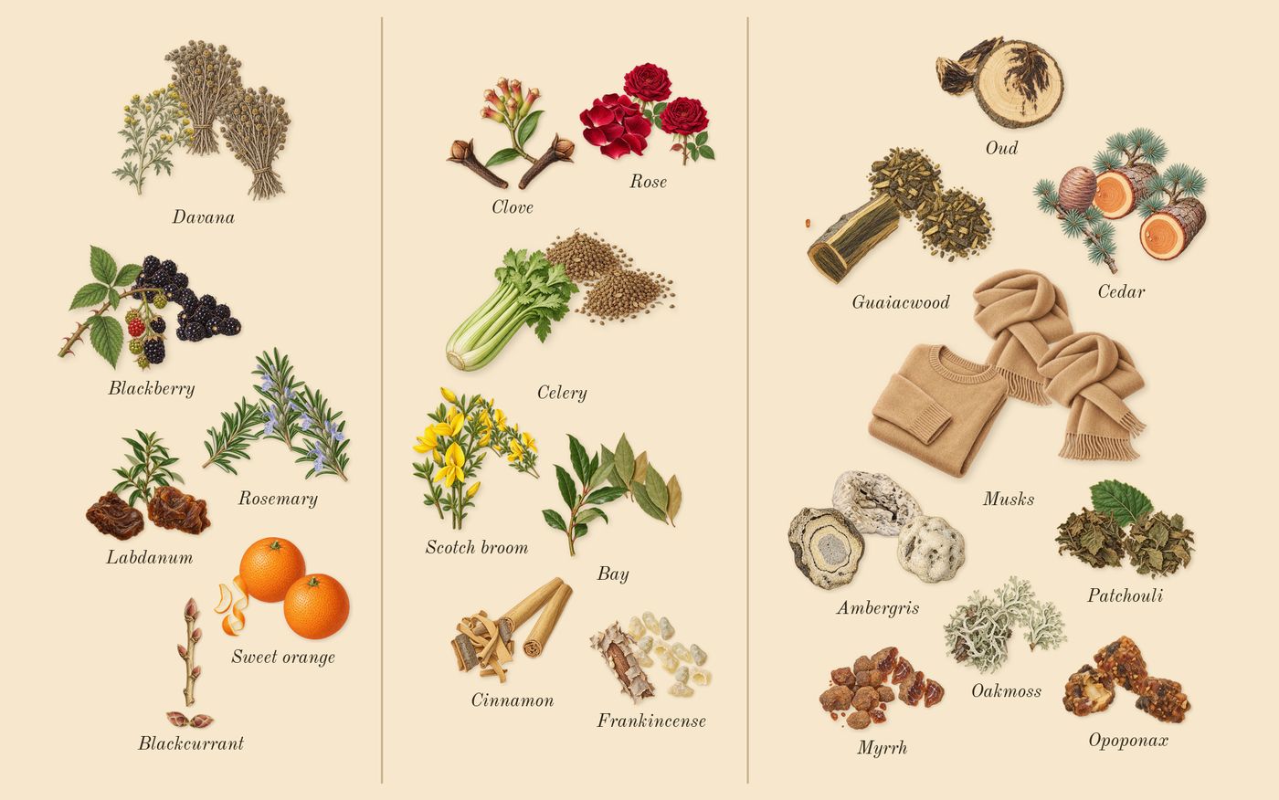 Jubilation 40 Man’s scent picture, a draft: blackberry, blackcurrant, rosemary, labdanum, sweet orange, davana drawn so far; dashed outlines where nothing is drawn yet