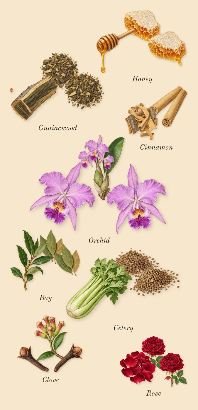 Jubilation XXV Man, heart: Honey, Bay, Cinnamon, Orchid, Rose, Clove, Celery, Guaiacwood