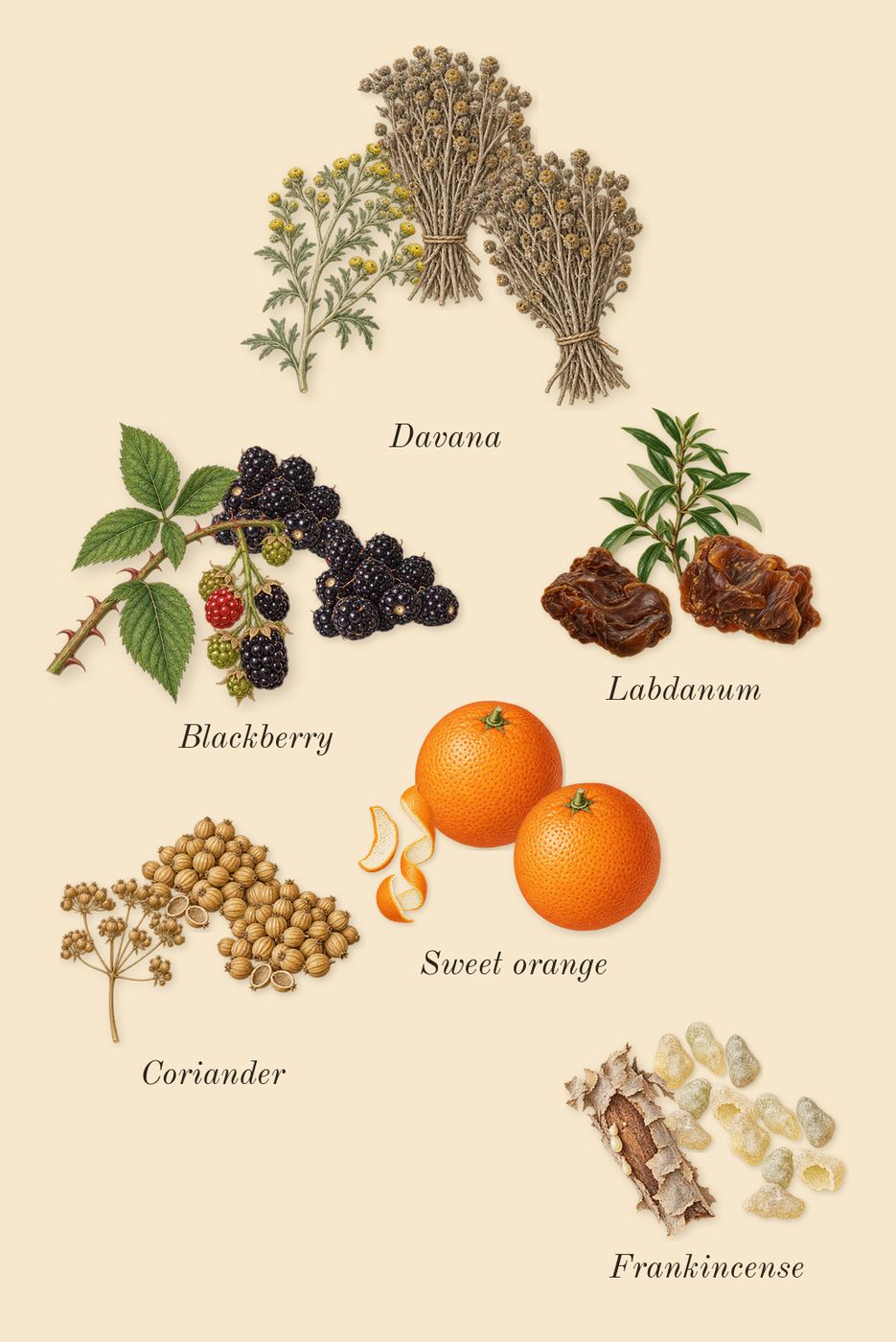 Jubilation XXV Man, top notes: Labdanum, Coriander, Sweet orange, Davana, Frankincense, Blackberry