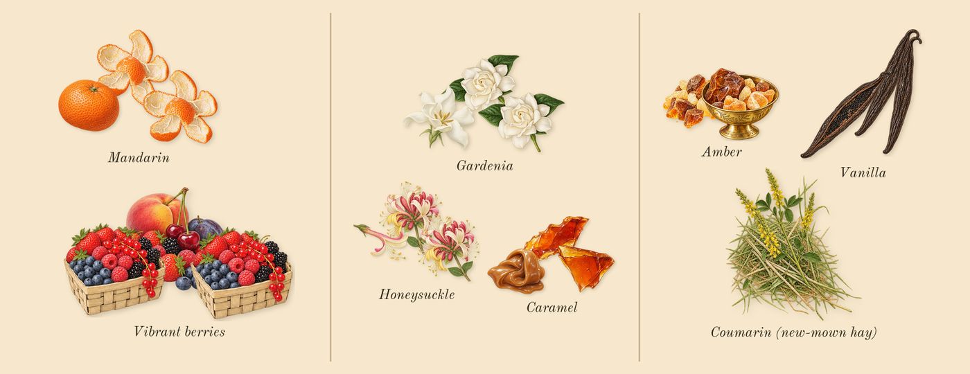 Viva La Juicy’s scent picture, a draft: vanilla, amber, vibrant berries, honeysuckle, mandarin, gardenia drawn so far; dashed outlines where nothing is drawn yet
