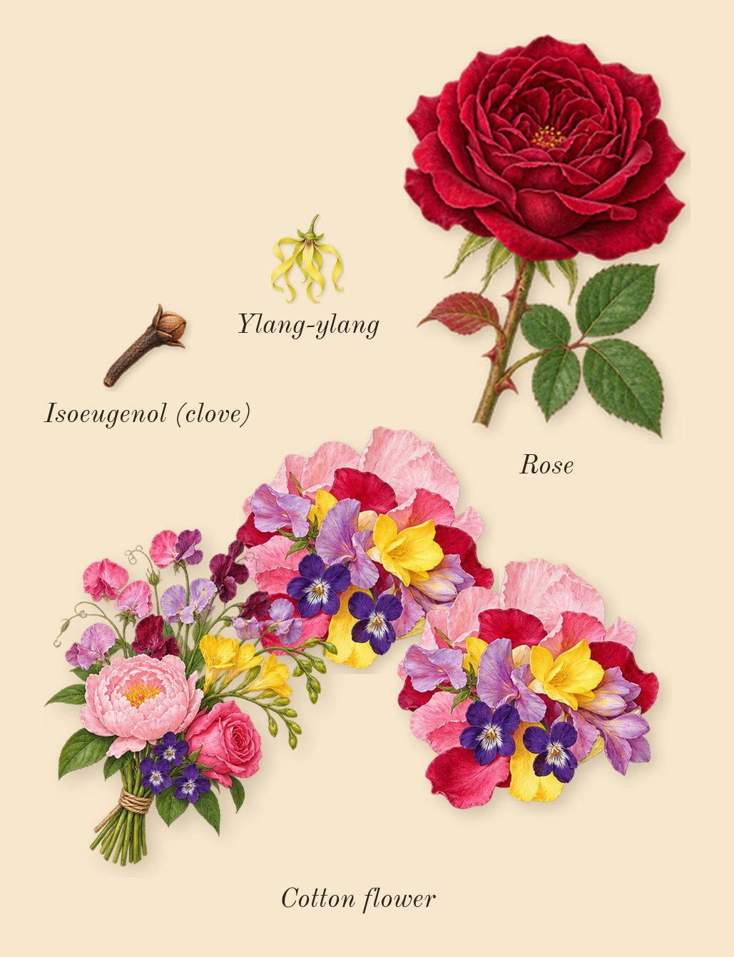Musc Invisible, heart: Cotton flower, Rose, Ylang-ylang, Isoeugenol (clove)