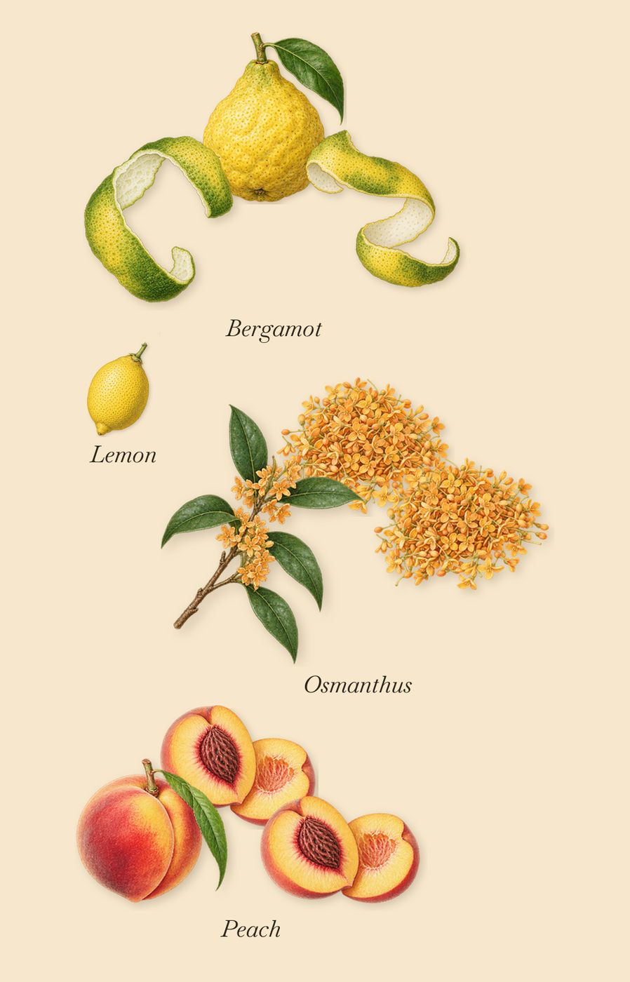 Siren & Sailors, when you spray it: Bergamot, Peach, Osmanthus, Lemon