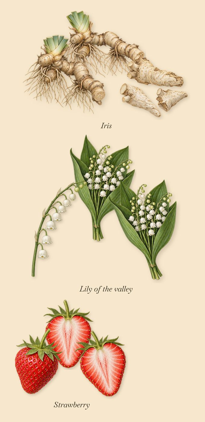 Sisters B4 Misters, as it settles: Strawberry, Lily of the valley, Iris