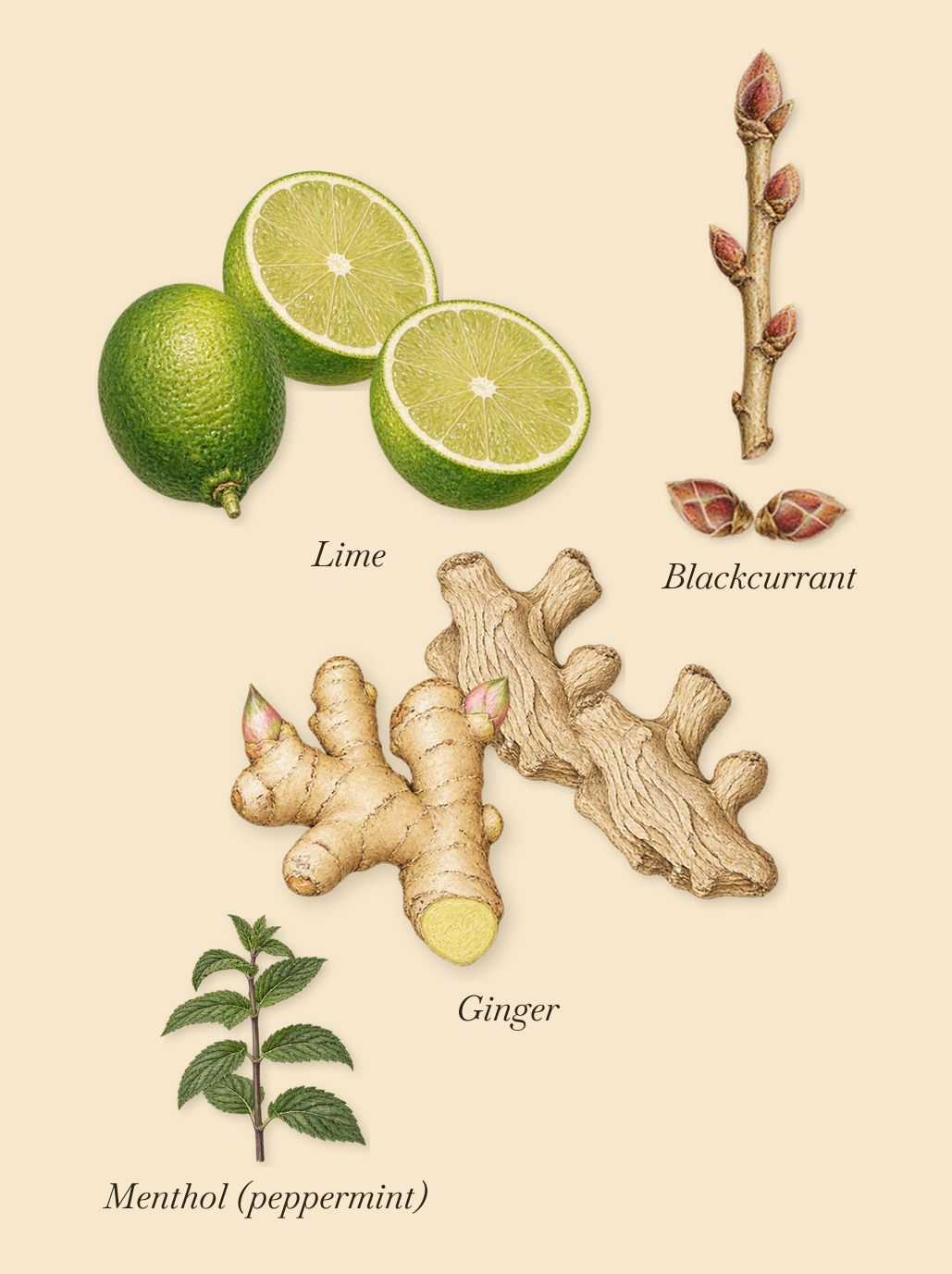 Sisters B4 Misters, when you spray it: Ginger, Lime, Blackcurrant, Menthol (peppermint)