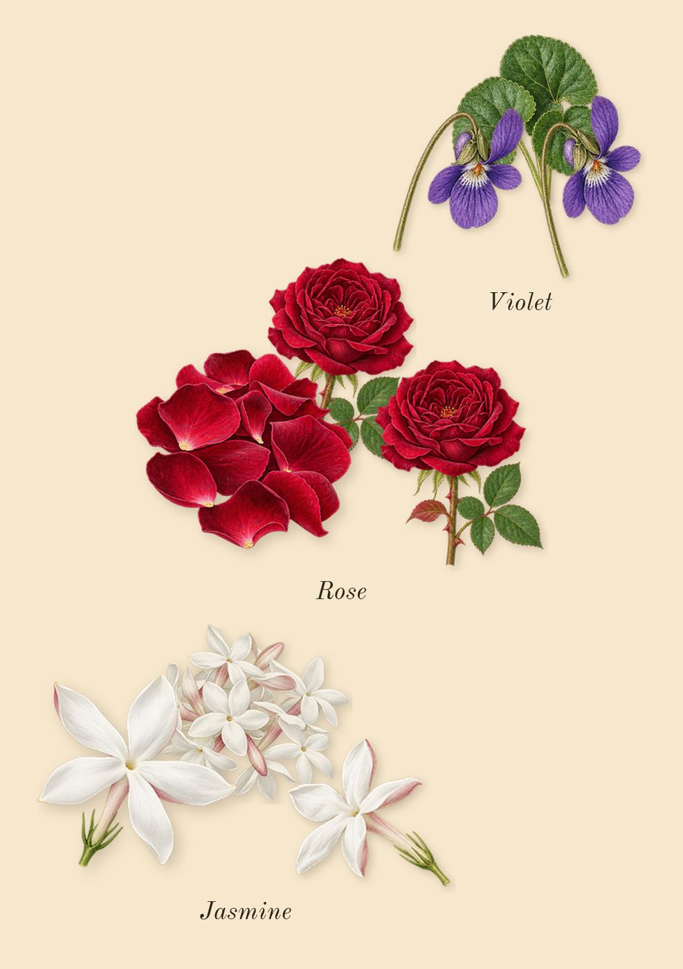 Eden Sparkling Lychee 39, heart: Rose, Violet, Jasmine