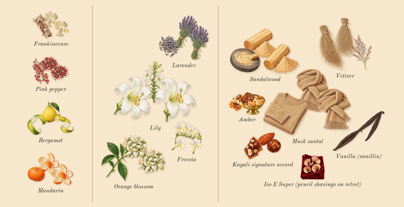 Freedom Musk Santal 34’s scent picture, a draft: bergamot, pink pepper, mandarin, freesia, lily, lavender drawn so far; dashed outlines where nothing is drawn yet