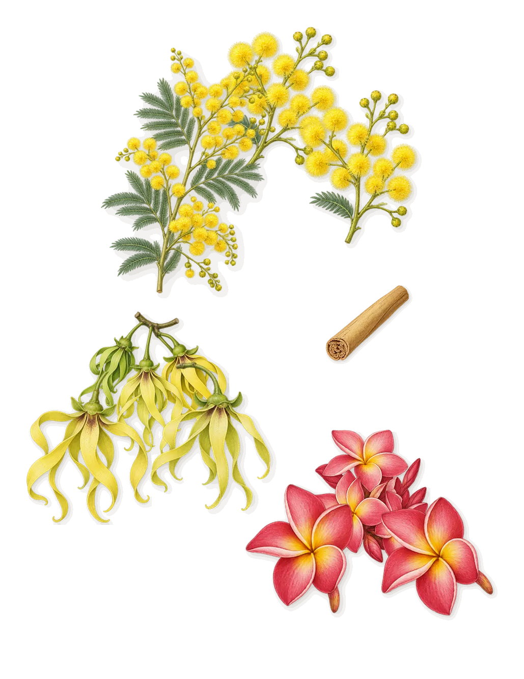 Maldives in a Bottle Ylang Coco 20, as it settles: Ylang-ylang, Mimosa, Frangipani, Cinnamal (cinnamon)