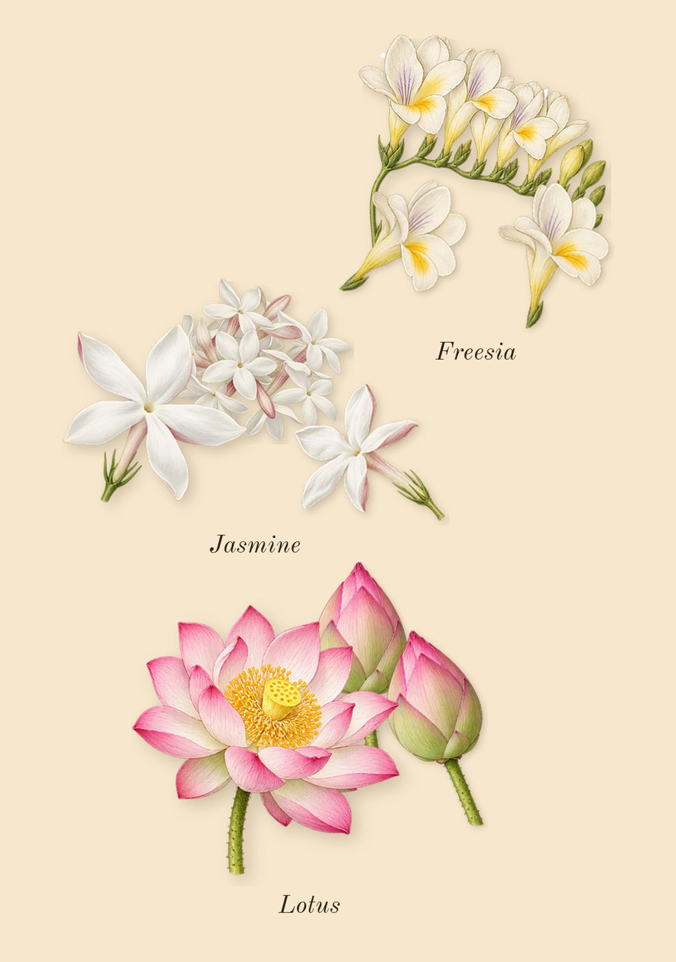 Musk 12, top notes: Lotus, Jasmine, Freesia