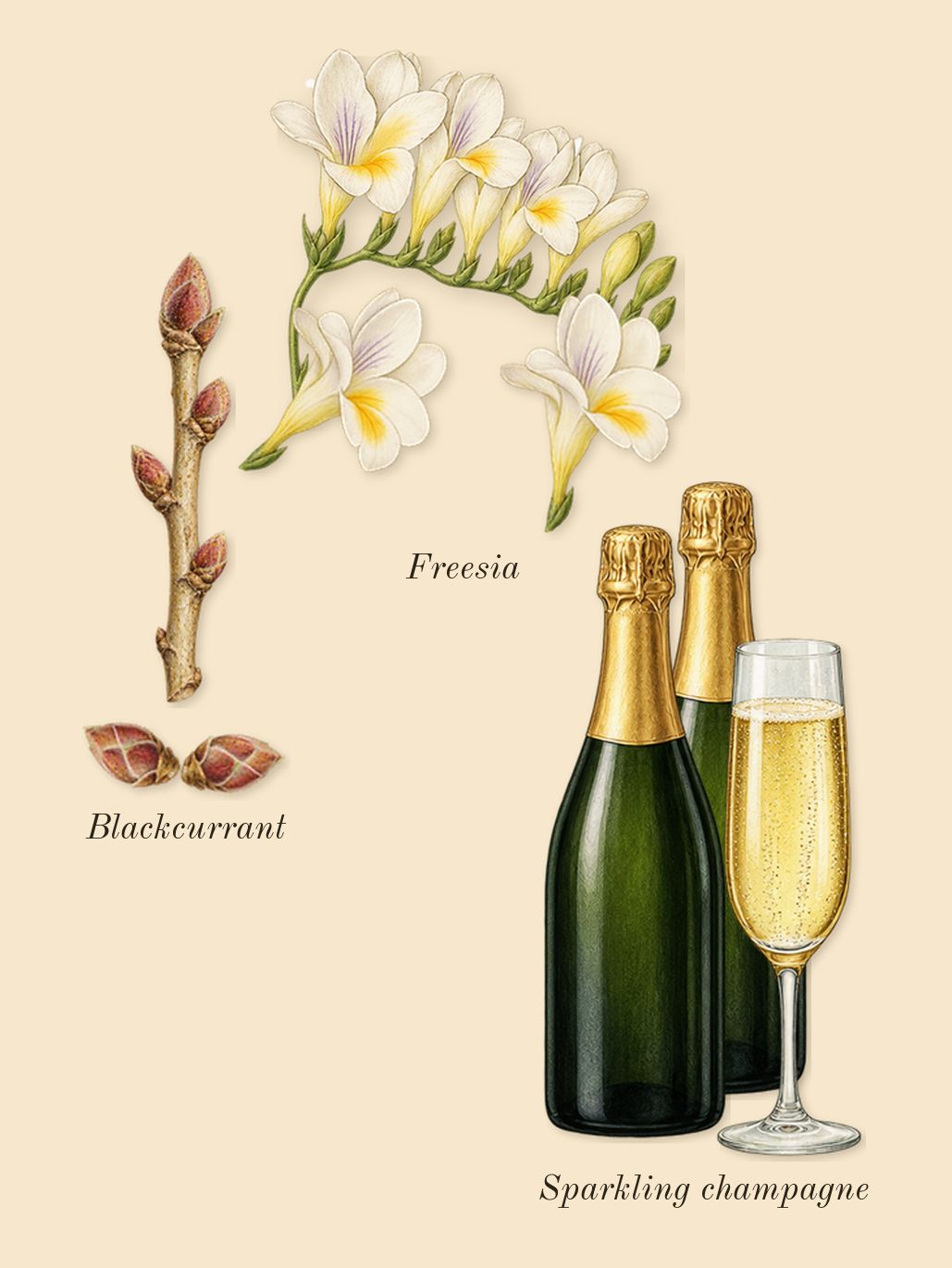 The Wedding Silk Santal 36, top notes: Sparkling champagne, Freesia, Blackcurrant