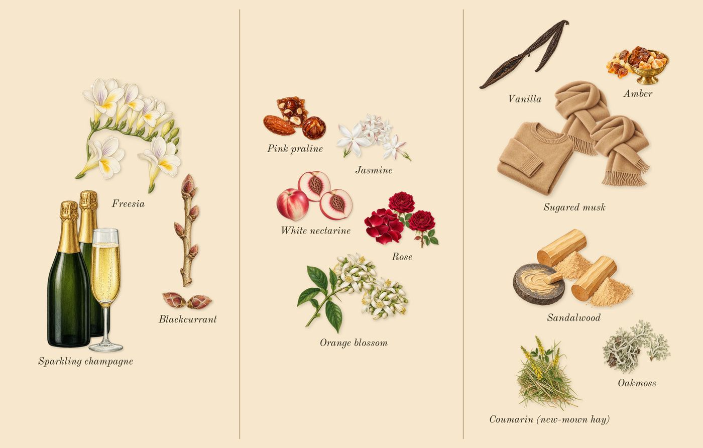 The Wedding Silk Santal 36’s scent picture, a draft: sparkling champagne, freesia, blackcurrant, pink praline, jasmine, rose drawn so far; dashed outlines where nothing is drawn yet
