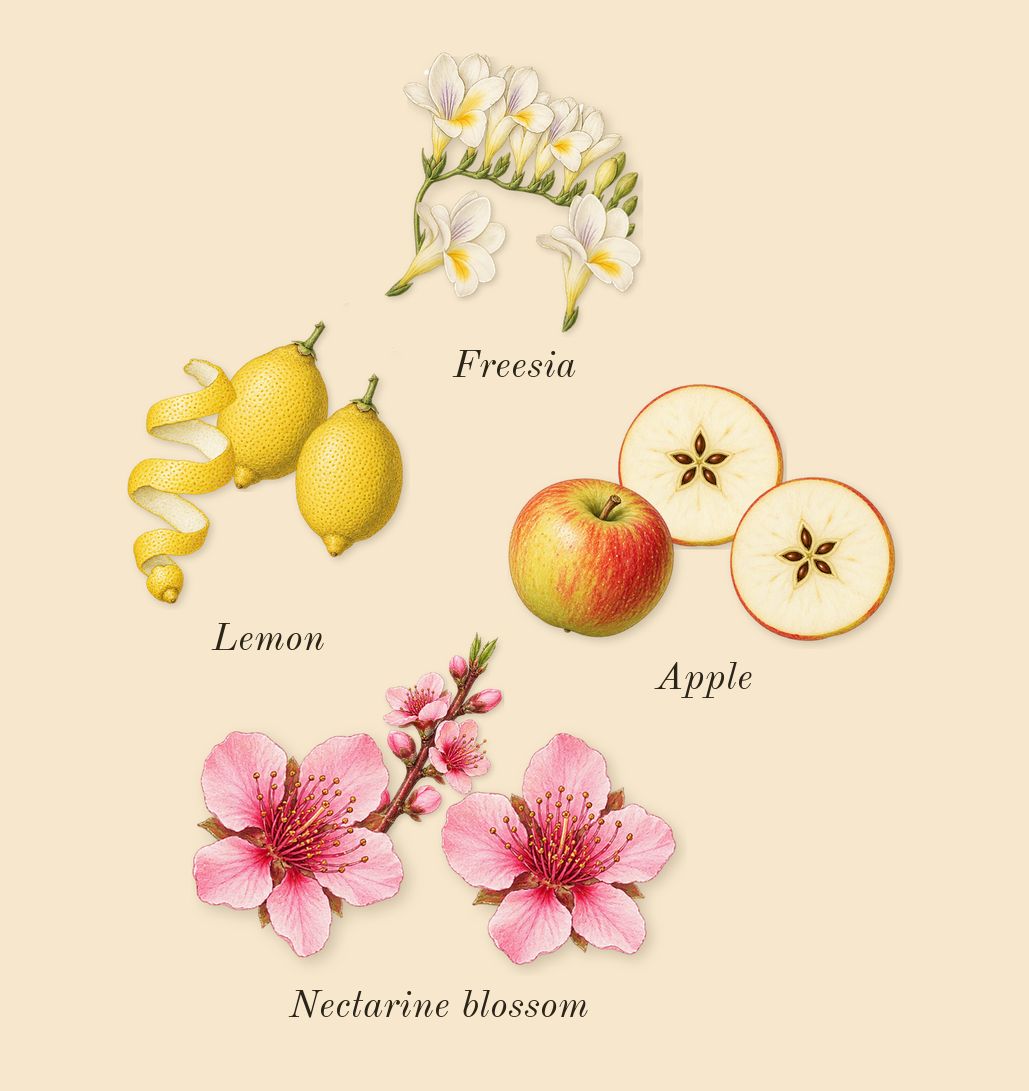 Yum Boujee Marshmallow 81, top notes: Apple, Nectarine blossom, Freesia, Lemon