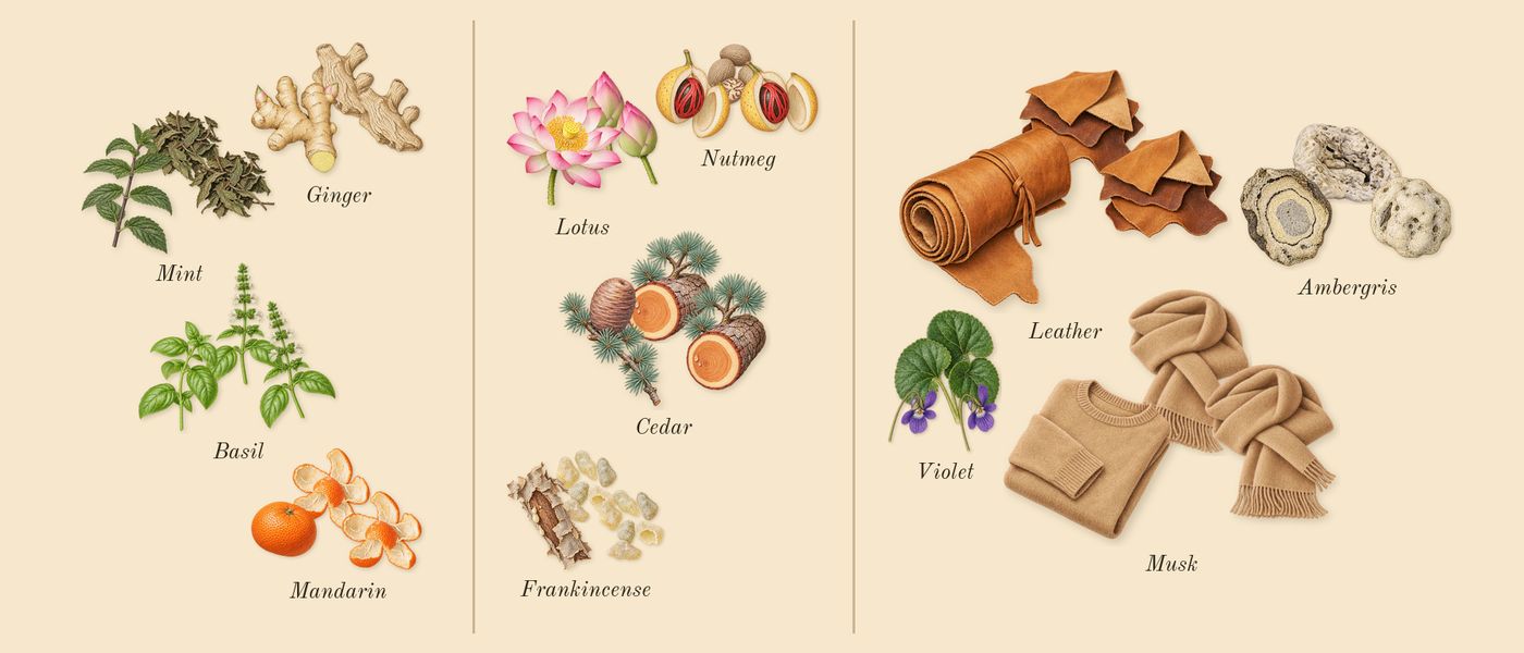 Black For Him’s scent picture, a draft: mandarin, mint, ginger, basil, lotus, frankincense drawn so far; dashed outlines where nothing is drawn yet