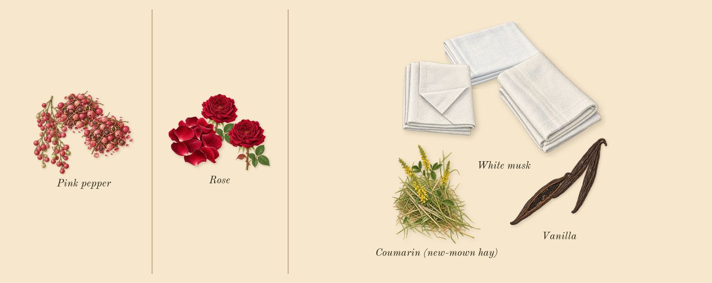 Flower by Kenzo’s scent picture, a draft: pink pepper, rose, vanilla, white musk, coumarin (new-mown hay) drawn so far; dashed outlines where nothing is drawn yet