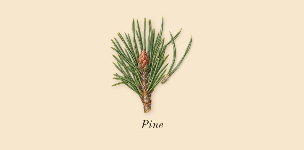 Homme, top notes: Pine
