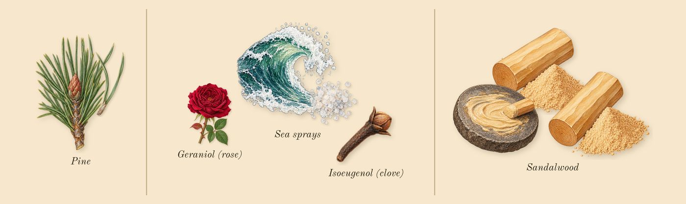 Homme’s scent picture, a draft: sea sprays, pine, sandalwood, geraniol (rose), isoeugenol (clove) drawn so far; dashed outlines where nothing is drawn yet