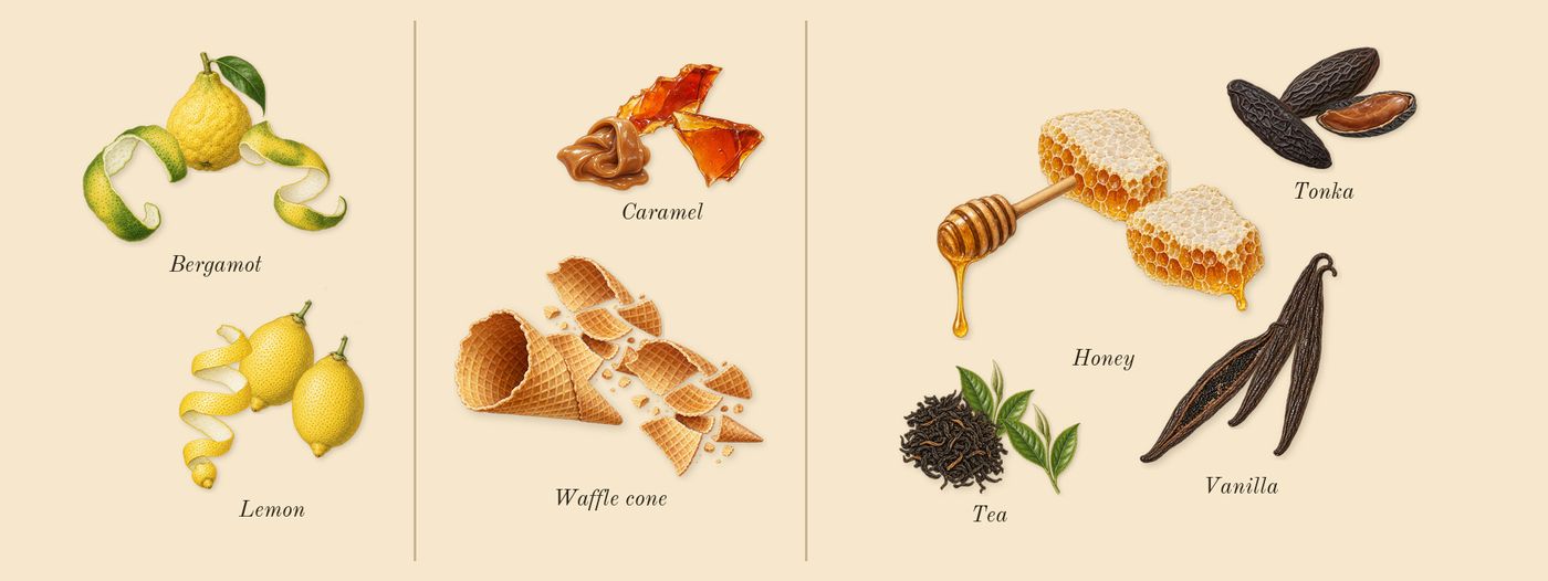 Unknown Pleasures’s scent picture, a draft: tea, lemon, bergamot, honey, tonka, caramel drawn so far; dashed outlines where nothing is drawn yet