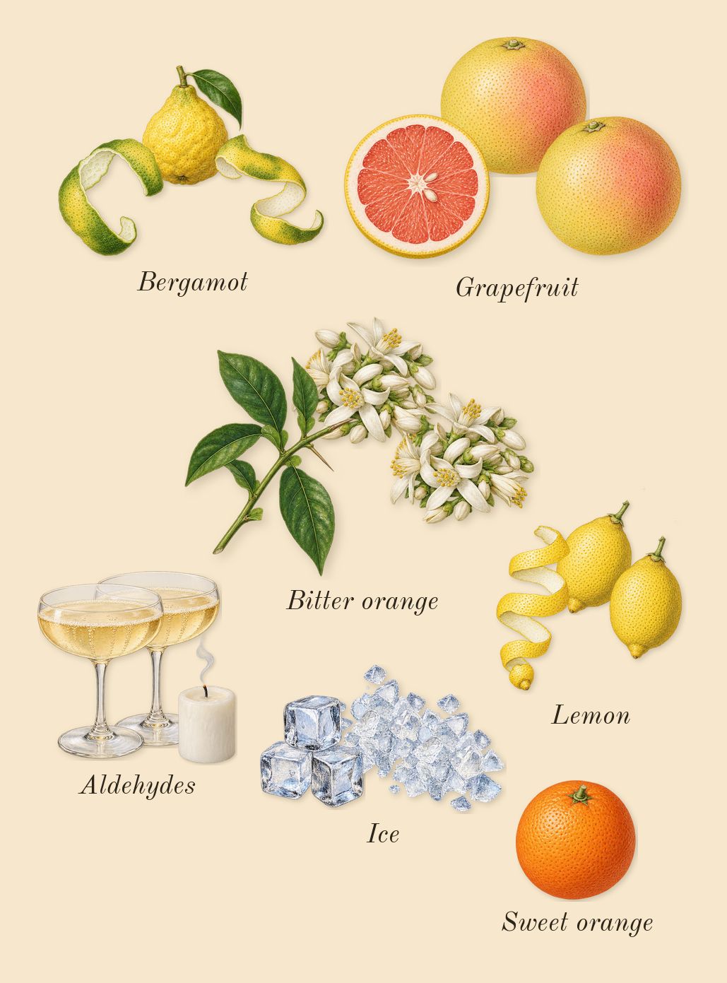 Angels' Share on the Rocks, top notes: Ice, Bitter orange, Bergamot, Grapefruit, Aldehydes, Lemon, Sweet orange