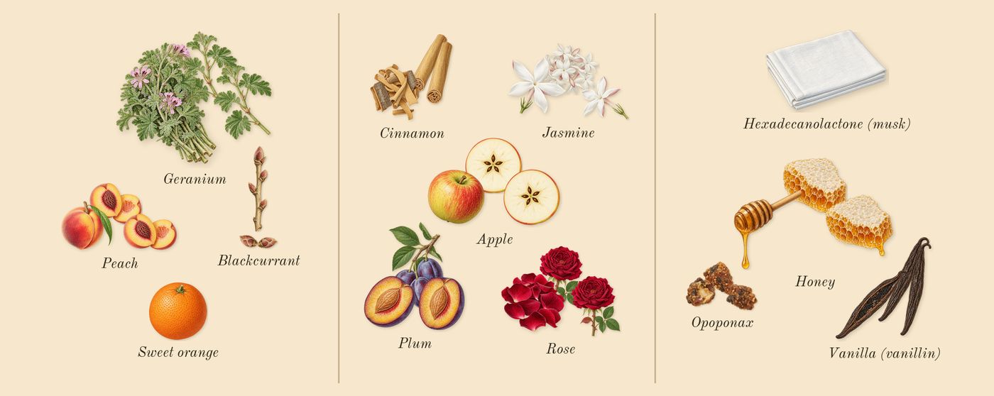 Forbidden Games’s scent picture, a draft: peach, blackcurrant, rose, jasmine, honey, vanilla (vanillin) drawn so far; dashed outlines where nothing is drawn yet