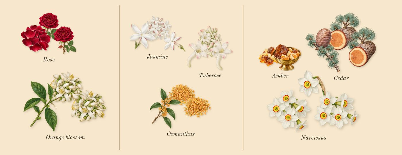 Good Girl Gone Bad’s scent picture, a draft: orange blossom, rose, osmanthus, tuberose, narcissus, jasmine drawn so far; dashed outlines where nothing is drawn yet