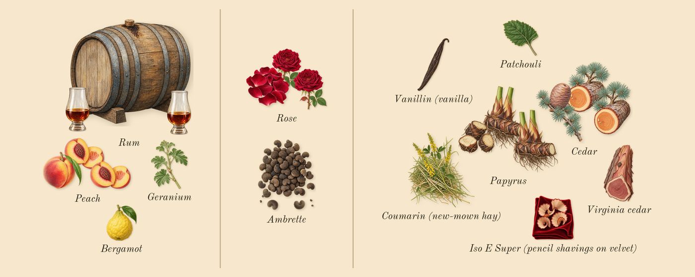Her Majesty’s scent picture, a draft: peach, rum, rose, ambrette, papyrus, cedar drawn so far; dashed outlines where nothing is drawn yet