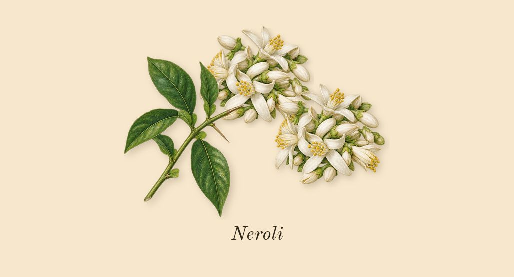 Love, Don't Be Shy, top notes: Neroli