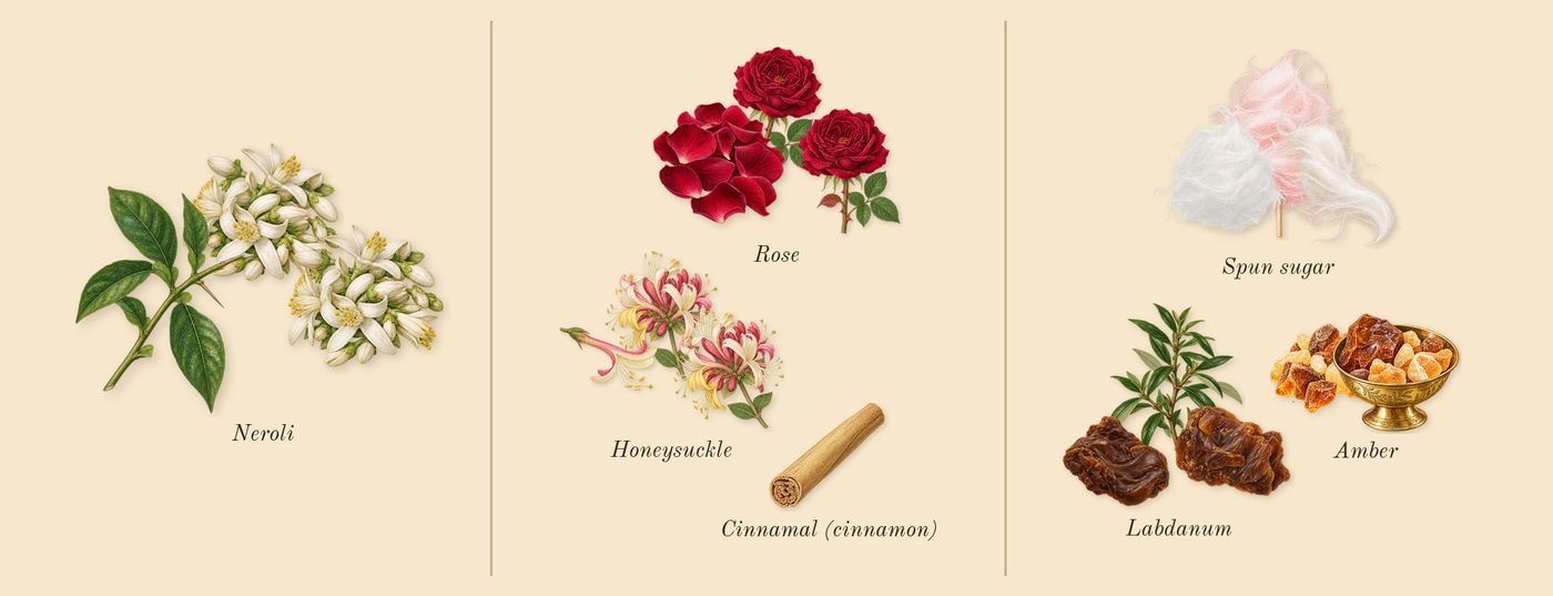 Love, Don't Be Shy’s scent picture, a draft: neroli, rose, honeysuckle, spun sugar, labdanum, amber drawn so far; dashed outlines where nothing is drawn yet