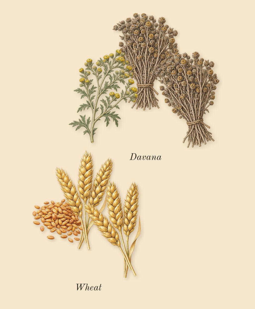 Old Fashioned, top notes: Wheat, Davana