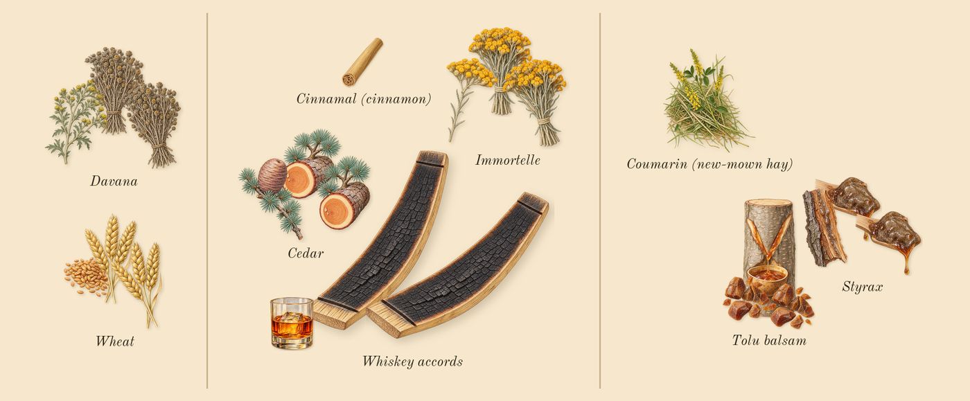 Old Fashioned’s scent picture, a draft: wheat, davana, cedar, immortelle, styrax, tolu balsam drawn so far; dashed outlines where nothing is drawn yet