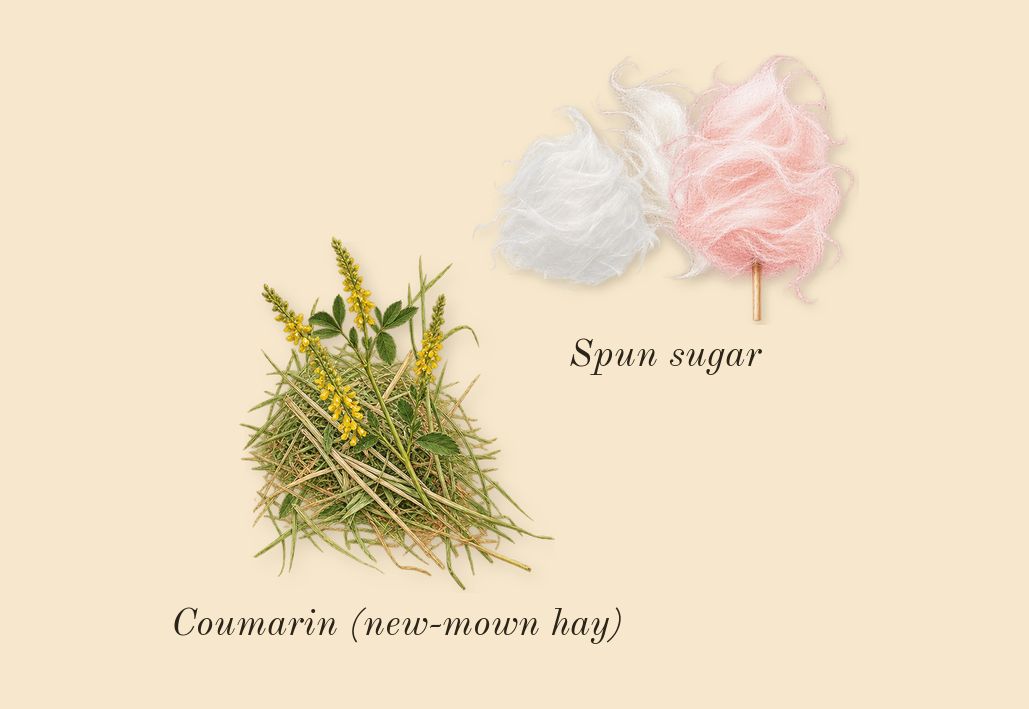 Princess, dry-down: Spun sugar, Coumarin (new-mown hay)