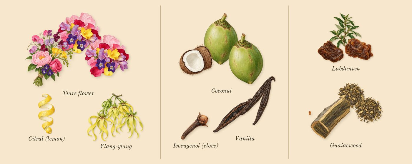 Sunkissed Goddess’s scent picture, a draft: ylang-ylang, tiare flower, coconut, vanilla, guaiacwood, labdanum drawn so far; dashed outlines where nothing is drawn yet