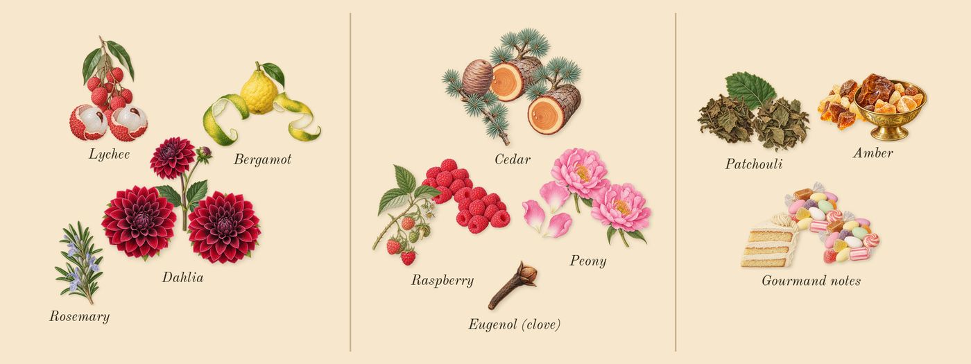 Midnight Dahlia’s scent picture, a draft: lychee, dahlia, bergamot, peony, cedar, raspberry drawn so far; dashed outlines where nothing is drawn yet