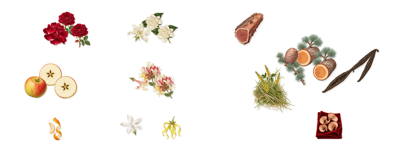 Blush Wood’s scent picture, a draft: apple, rose, honeysuckle, gardenia, vanilla (vanillin), cedar drawn so far; dashed outlines where nothing is drawn yet