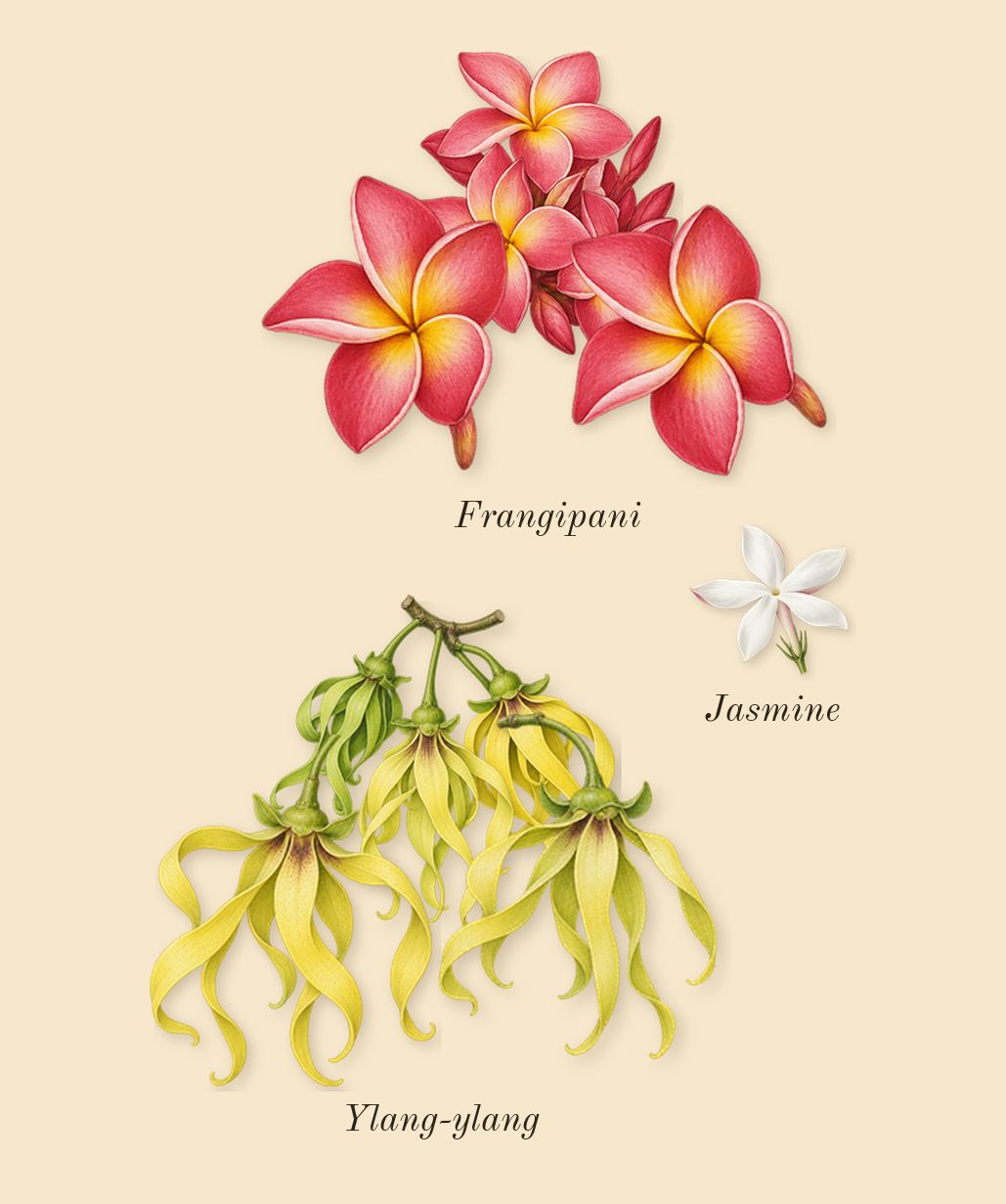 Cashmere Muse, heart: Ylang-ylang, Frangipani, Jasmine